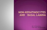 Non keratinocytes and basal lamina