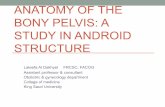 Anatomy of the Bony Pelvis: A Study In Android Structure