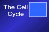 Power Point Cell Cycle & Apoptosis