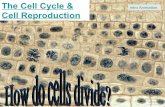 Cell reproduction