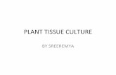 Plant tissue culture march 2