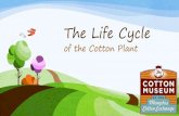The Life Cycle of Cotton
