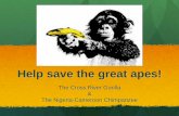 Help save the Cross River gorilla and the Nigeria-Cameroon chimpanzee