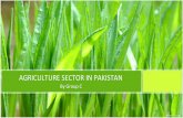 Agriculture sector of pakistan