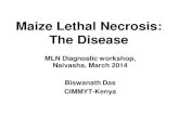 MLN Workshop: Maize lethal necrosis:  the disease -- B Das