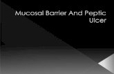 Mucosal barrier and peptic ulcer
