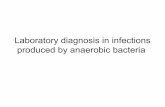Anaerobic bacteria