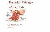 Posterior Triangle of the Neck