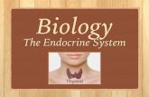 Biology: Endocrine System