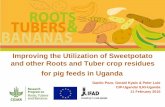 Improving the utilization of sweetpotato and other roots and tuber crop residues for pig feeds in Uganda