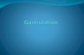 Embryonic Gastrulation by Maryam Borhani-Haghighi