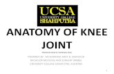 Anatomy of Knee Joint