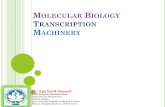 Molecular biology transcription mb 07