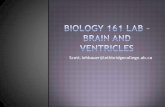 Biology 161 lab_7__brain_and_ventricles2