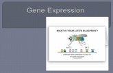 340  - 04 -- gene expression