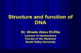 Structure and function of dna