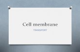 Lesson 2  cell membrane and transport