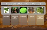 Diversity of the Mulberry family (Moraceae)
