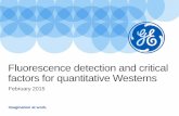 Fluorescence detection & critical factors for quantitative western blotting
