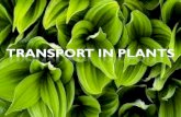 Transport in plants 2015