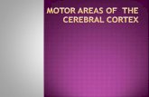 motor areas of cerebral cortex