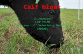 Calf bloat /abomasal tympany by Dr.Amandeep
