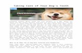 Taking Care of Your Dog’s Teeth
