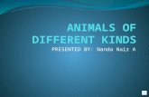 Animals of different kinds!