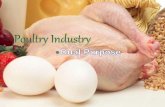 poultry industry