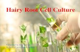 Hairy root culture