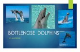Bottlenose  Dolphins