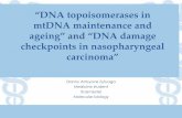“Dna topoisomerases in mt dna maintenance and ageing” and “dna damage checkpoints in nasopharyngeal carcinoma”