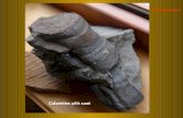 Fossils from Donbass