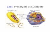 Prokaryotes & eukaryotes
