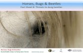 Horses, Bugs and Beetles Fact Sheet 8 Threats to Dung Beetles