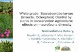 White grubs, Scarabaeidae larvae (Insecta, Coleoptera) control by plants in CA: effects on macrofauna diversity. Bodovololona Rabary