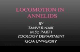 Locomotion in annelids
