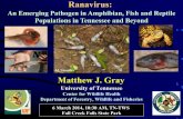 Ranavirus: an emerging pathogen in amphibian, fish and reptile populations in Tennessee and beyond