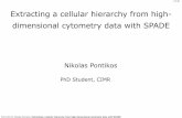 Extracting a cellular hierarchy from high-dimensional cytometry data with SPADE