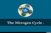 The Nitrogen Cycle .