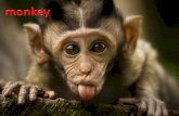 Big Monkey, Little Monkey Vocabulary ppt