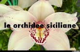 le orchidee siciliane