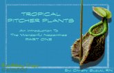 Tropical Pitcher Plants | An Introduction To The Wonderful Nepenthes Part One