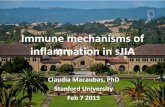 Immune Mechanisms of Inflamation in SJIA
