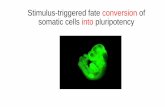 Stimulus triggered fate conversion into pluripotency
