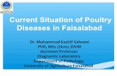Current situation of poultry diseases in faisalabad for ppa