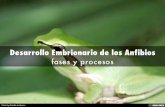 Desarrollo Embrionario de los Anfibios