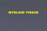MYELOID TISSUE: MICROANATOMY