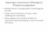 Asperagus racemosus ( Sathavari) Natural Resource from medak forest