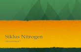 Siklus Nitrogen dan Fungsinya Bagi Kehidupan